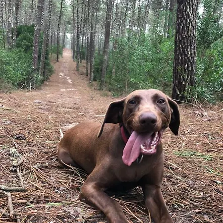 Villa Beachliving Cortegaça