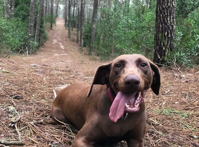 Vila Beachliving Cortegaça